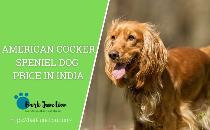 american cocker speniel dog price in india