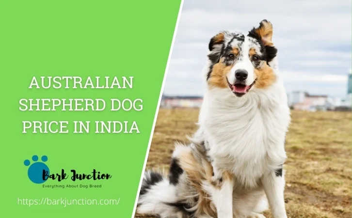 australian shepherd dog price in india