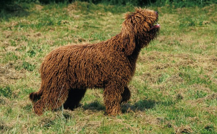 barbet dog price in india