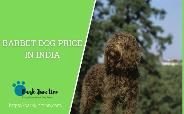 barbet dog price in india