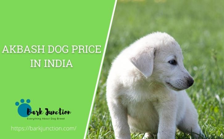 Akbash dog price In India