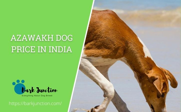 Azawakh dog price In India