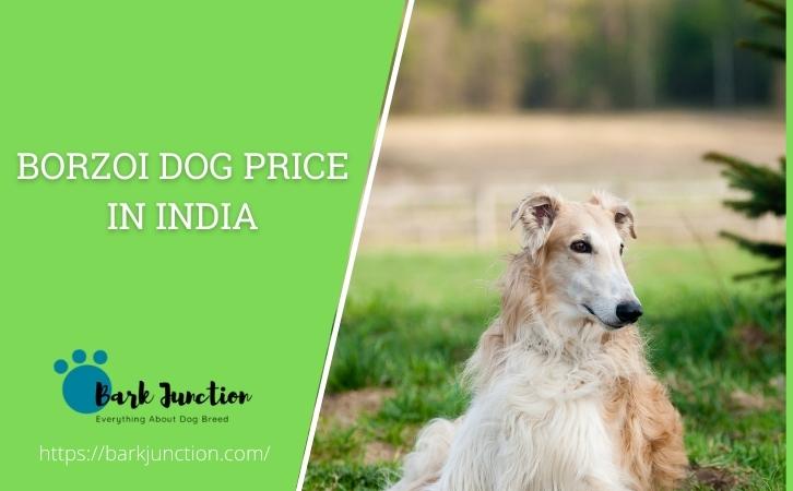 Borzoi dog price in India
