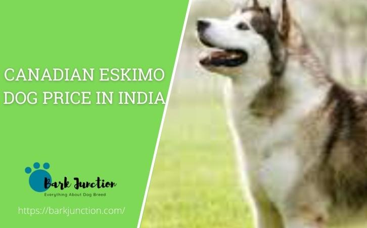 Canadian eskimo dog price In India