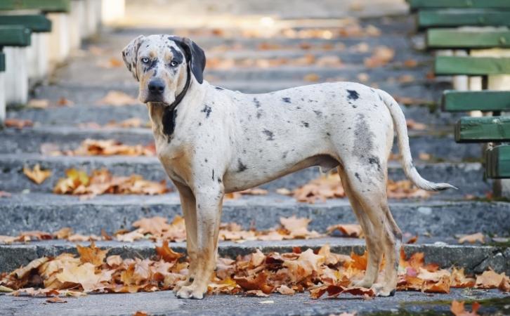 Catahoula leopard dog price in India