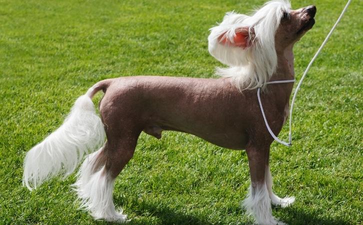 Chinese Crested dog price in India