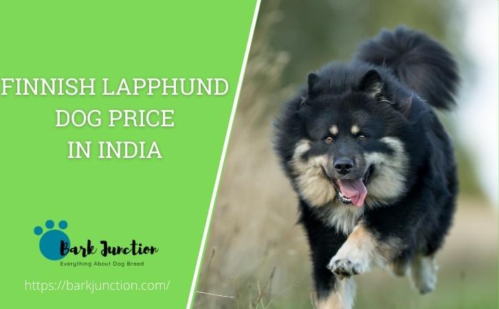 Finnish Lapphund dog price In India