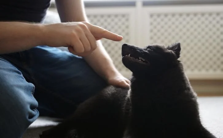 Schipperke dog price in india