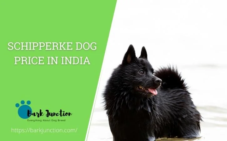 Schipperke dog price in india