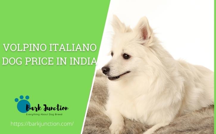 Volpino Italiano dog price In India