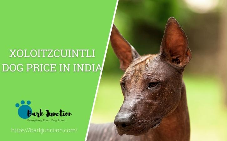 Xoloitzcuintli dog price In India