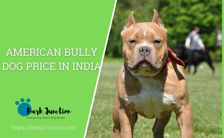American Bully dog price In India
