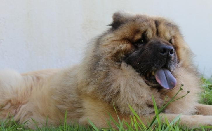 Eurasier dog price in India