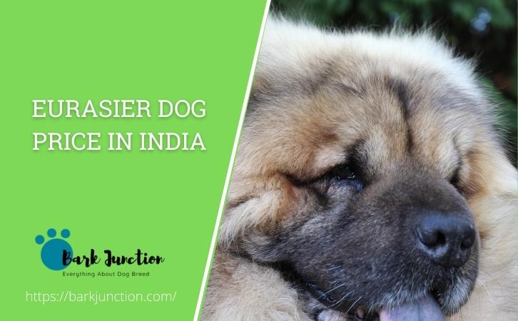 Eurasier dog price in India