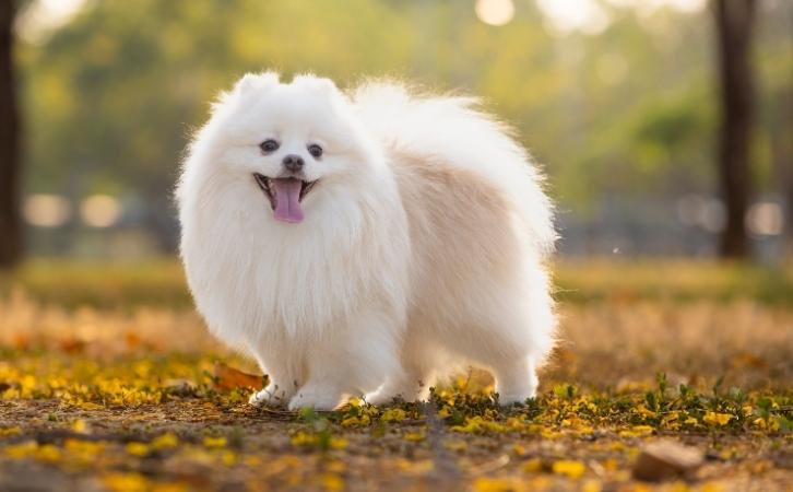 Japanese spitz dog price in India