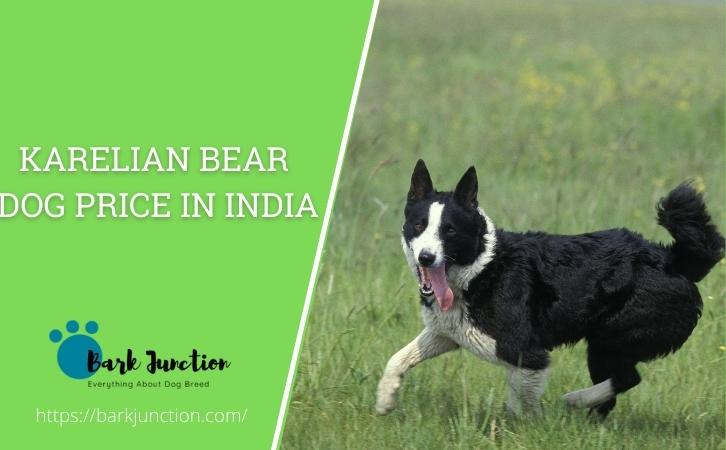 karelian bear dog price in india