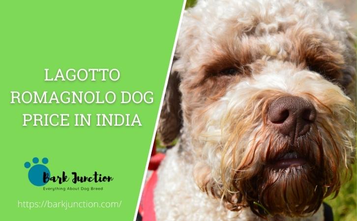lagotto romagnolo dog price in india