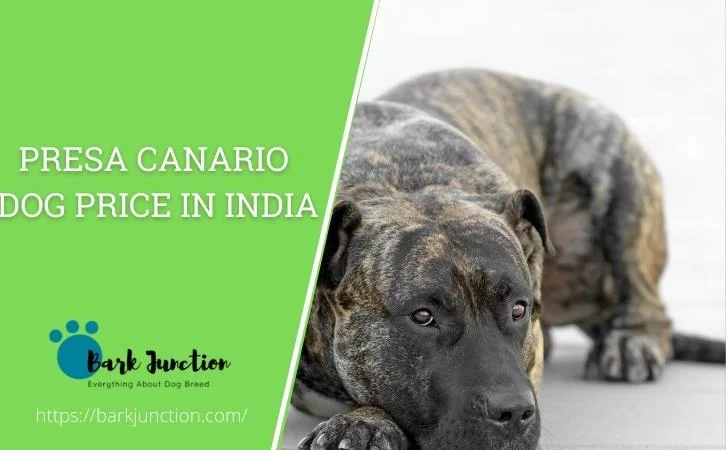 presa canario dog price in india