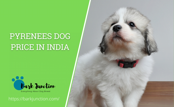 Pyrenees dog price in india