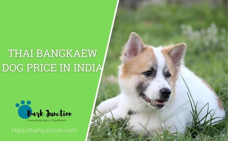 Thai Bangkaew dog price In India