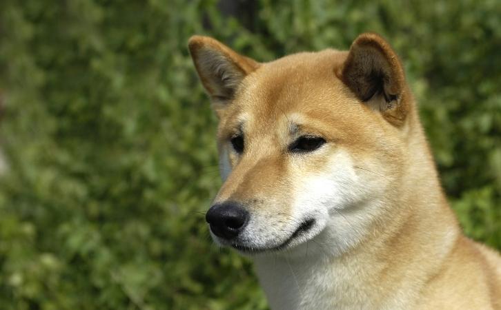Canaan dog price In India