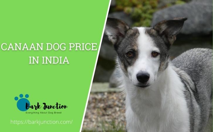 Canaan dog price In India