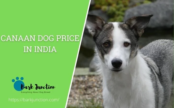 Canaan dog price In India | Feeding Cost | cost of a Canaan in India ...
