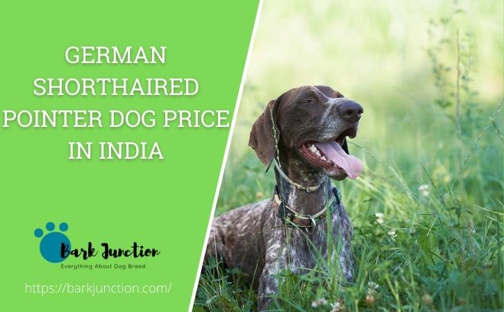 German shorthaired pointer dog price In India