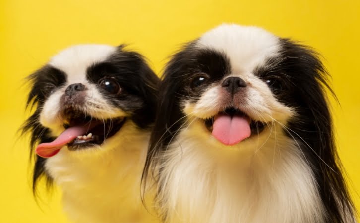 Japanese chin dog price In India