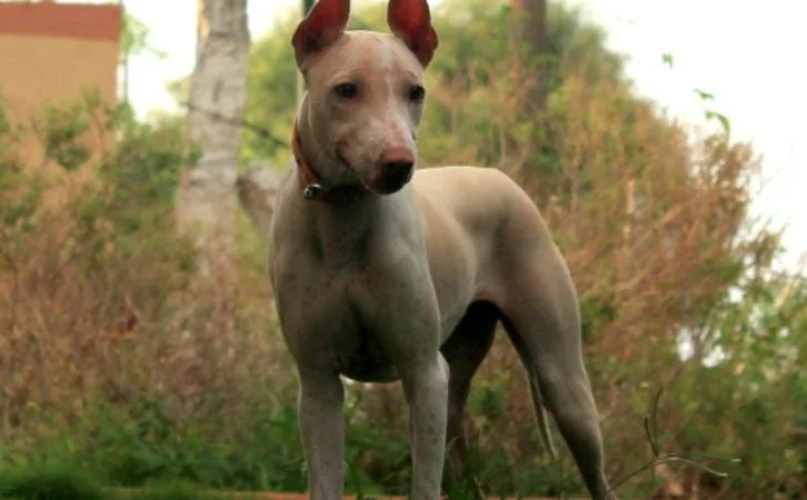 Jonangi dog price In India