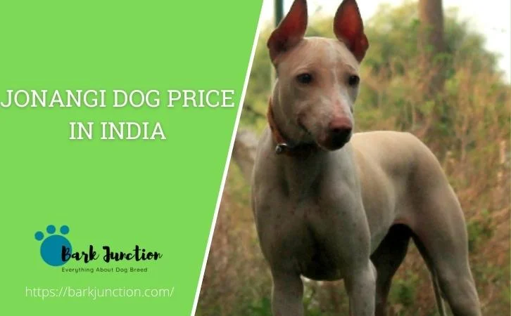 Jonangi dog price In India
