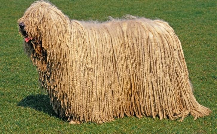 Komondor dog price in India