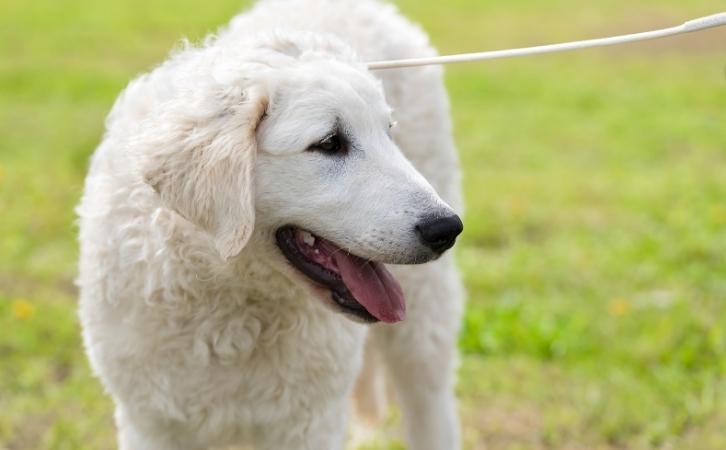 Kuvasz dog price In India