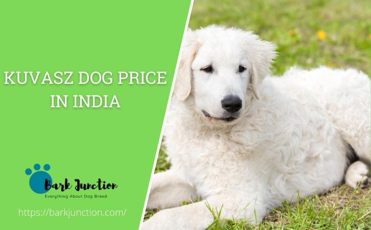 Kuvasz dog price In India