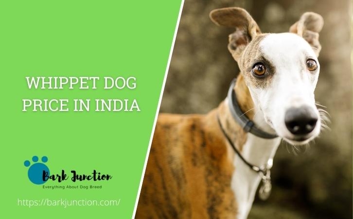 Whippet dog price In India