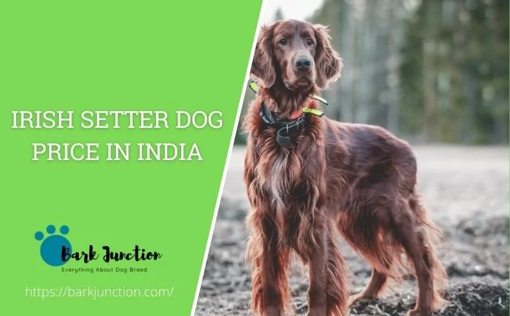 irish setter dog price In India