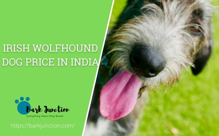 irish wolfhound dog price In India