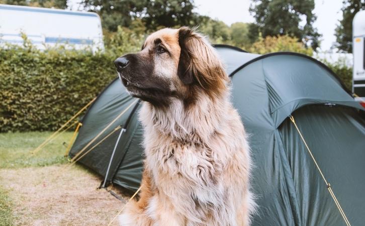 leonberger dog price In India