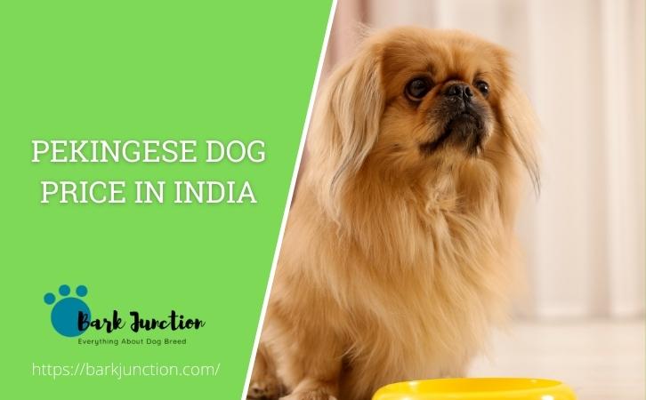 pekingese dog price In India