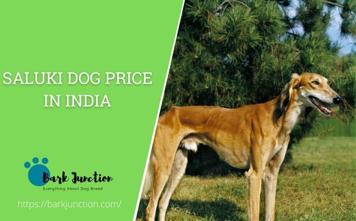 saluki dog price In India