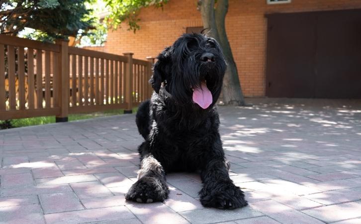 schnauzer dog price In India