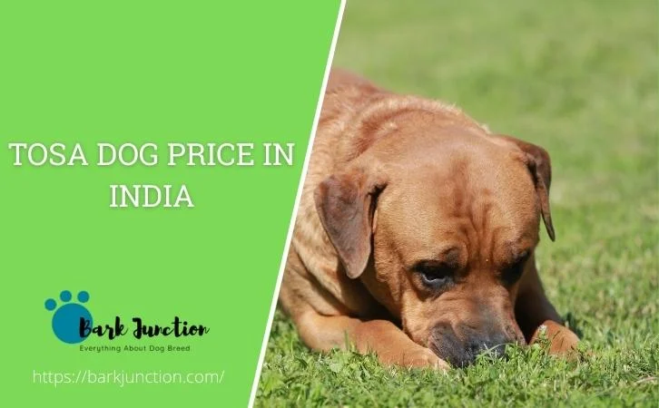 tosa dog price In India