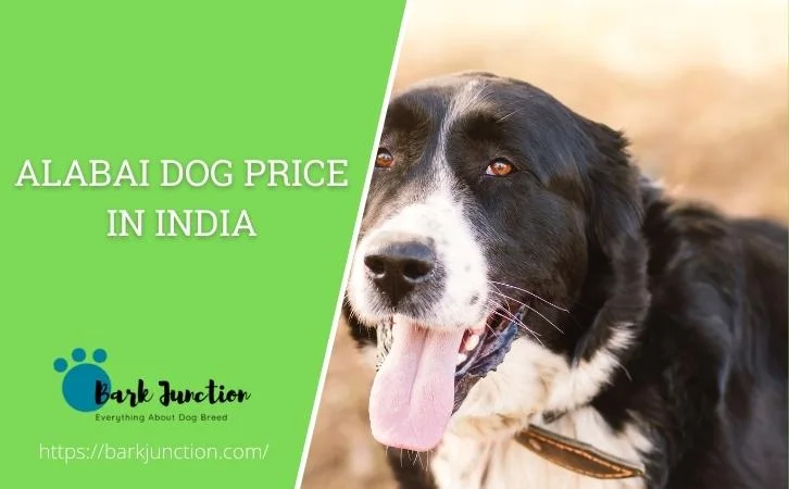 alabai dog price In India