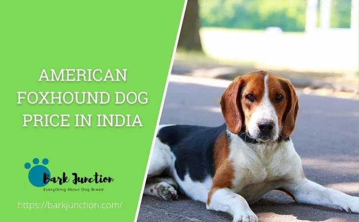 american foxhound dog price In India