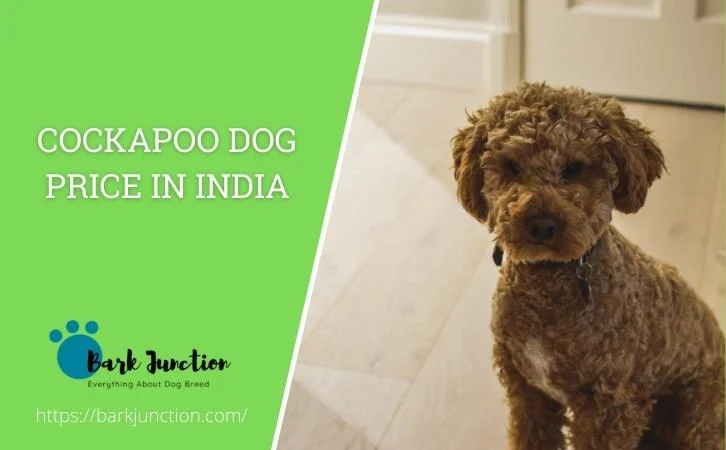 cockapoo dog price In India
