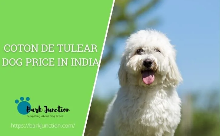 coton de tulear dog price In India