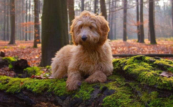 goldendoodle dog price In India