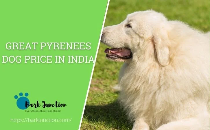 great pyrenees dog price In India