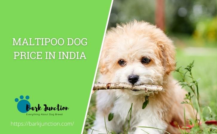 maltipoo dog price In India