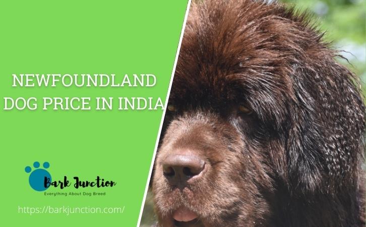 newfoundland dog price In India